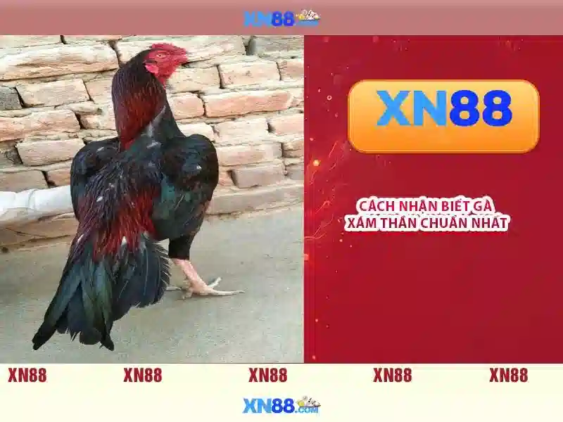 xn88: Đánh giá, tính năng và hướng dẫn truy cập
