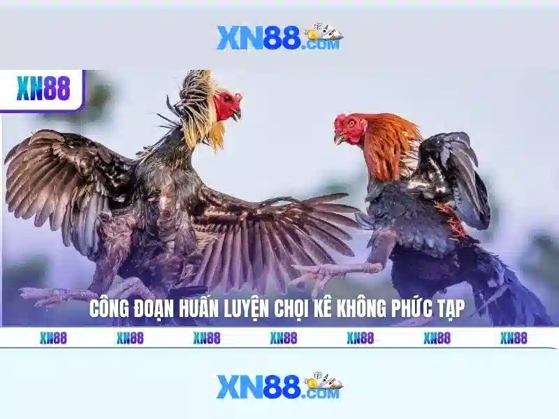 xn88: Nền tảng trực tuyến và tiềm năng của nó