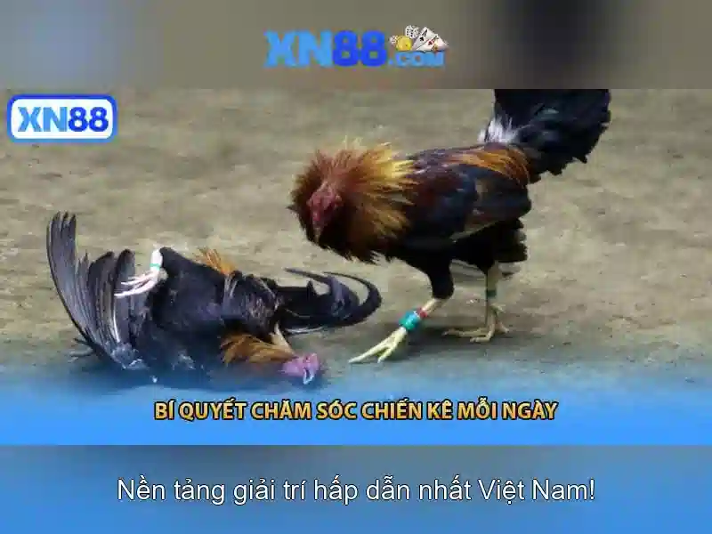 Tại sao xn88 nổi bật