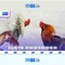 XN88 là gì và những điều bạn cần biết