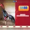 xn88: Nền tảng giải trí trực tuyến và đánh giá tổng quan