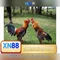 xn88 - Tổng quan về nền tảng giải trí trực tuyến