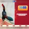 XN88 là gì và những điều bạn cần biết